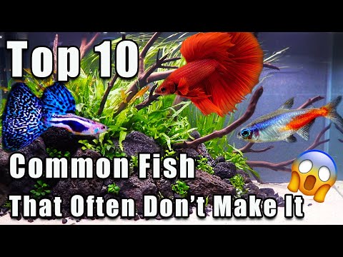 Видео: 10 самых распространенных рыб, которых трудно содержать в живых!