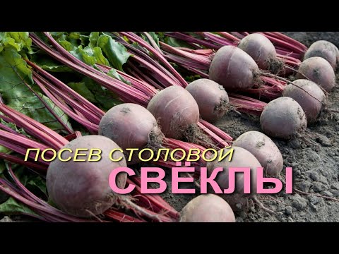 Видео: Посев столовой СВЕКЛЫ! Советы от ЗЕЛЕНОГО ОГОРОДА!