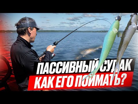Видео: Пассивный судак - как его поднять со дна? Тестируем FRAPP PLACOID