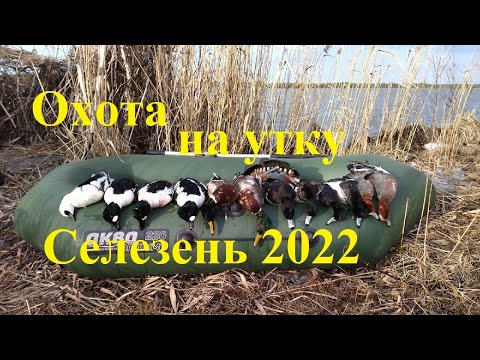 Видео: Охота на селезня. Весна 2022