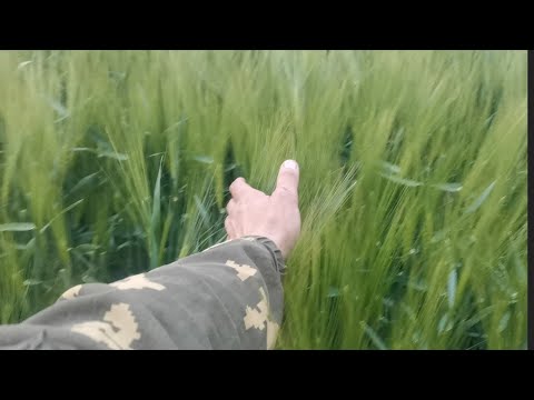 Видео: Фунгицидная обработка ячменя (надеюсь последняя)