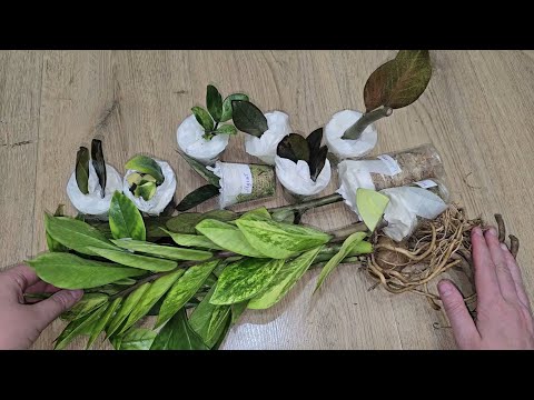 Видео: БОЛЬШАЯ РАСПАКОВКА НОВЫХ СОРТОВ ЗАМИОКУЛЬКАСОВ