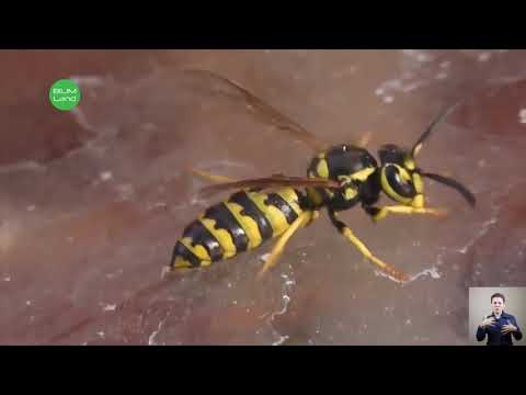 Видео: Қышқылдар мен сілтілер