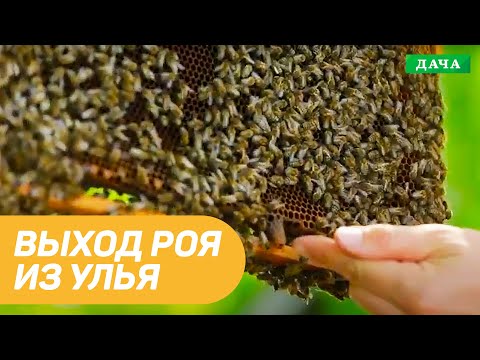 Видео: Выход роя из улья. Роение пчел. Снятие и заселение роя в улей.