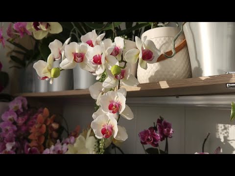 Видео: МИФЫ об орхидеях, которые вы слышали или правила ухода, которые я игнорирую😜