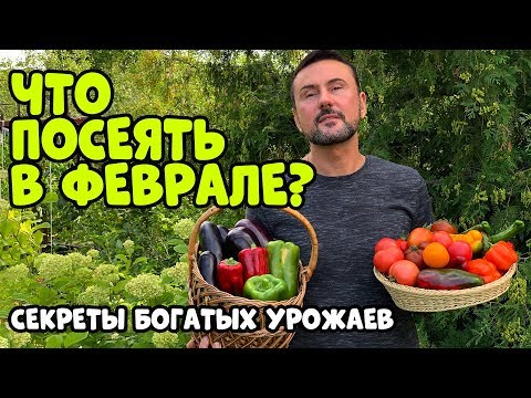 Видео: КАКИЕ ОВОЩИ ПОСЕЯТЬ В ФЕВРАЛЕ? СРОЧНО СЕЕМ ЭТИ КУЛЬТУРЫ!