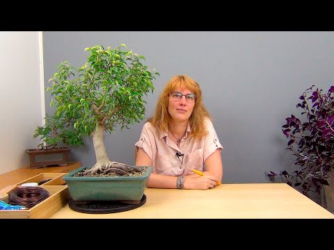 Видео: Бонсай из взрослого фикуса Бенджамина (ч.6).