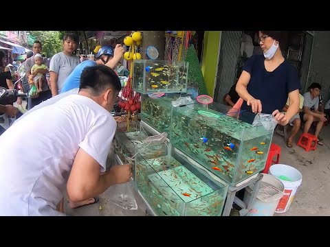 Видео: Старейший рынок аквариумных рыб во Вьетнаме — любителям аквариумов обязательно стоит посетить