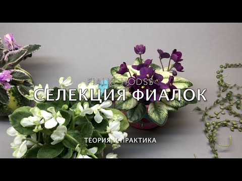 Видео: Селекция 🌱КАК ПОЛУЧИТЬ НОВЫЙ СОРТ ФИАЛКИ🌿 Теория|Опыление| Коробочка| Семена| Посев 🤓