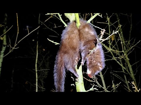 Видео:  ДОБЫЛИ НОРКУ /ОХОТА НА КУНИЦУ С ЛАЙКОЙ/ ШМЕЛЬ и ЛЕТКА/ РАБОТА ПО КУНИЦЕ/