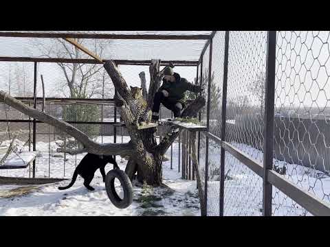 Видео: Зимнее настроение.