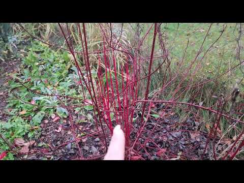 Видео: Пожаловалась и нарываюсь на комплимент. Любимые пузыреплодники. Уезжаем