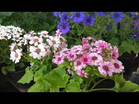 Видео: Пересаживаем цинерарию, собираем семена.