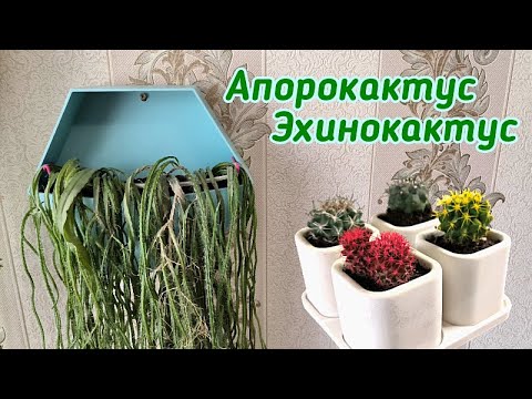 Видео: Апорокактус плетевидный & Эхинокактус. ПЕРЕСАДКА.