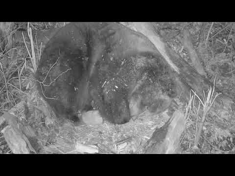 Видео: Старые видео о медведе Мансуре 24