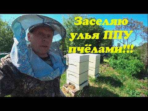 Видео: ПЕРЕСЕЛЕНИЕ ПЧЕЛОСЕМЕЙ В НОВЫЕ УЛЬЯ ППУ, СБОРКА ГНЕЗДА В ДВА КОРПУСА