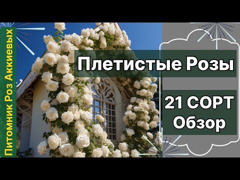 Видео: Плетистые Розы, обзор 21 сорта с характеристиками . Питомник Роз Аккиевых.