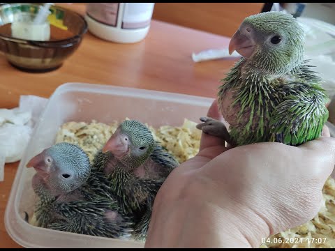 Видео: Птенцы ожерелового попугая, выкормышы.