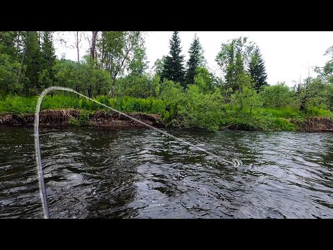 Видео: Нахлыстовая охота за Хариусом! Хитрая рыба была обманута!