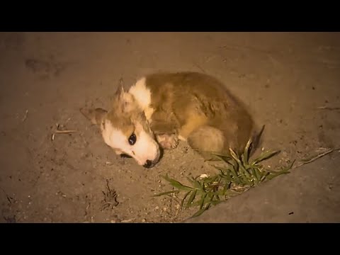 Видео: Больного щенка бросили на улице, он плакал в одиночестве, и никому не было дела до него.