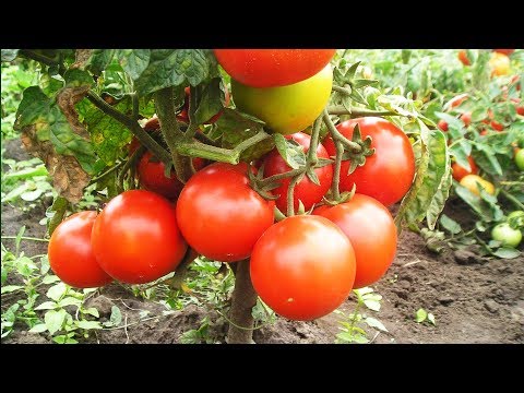 Видео: Уникальный способ полива и подкормки томатов. Сода, марганцовка, йод- всегда под рукой!