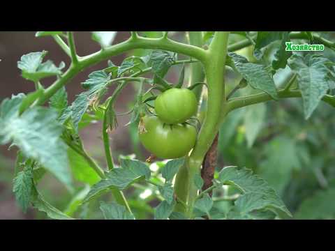 Видео: ШОК! Мы поражены от грядки Митлайдера!!!! Все очень просто!