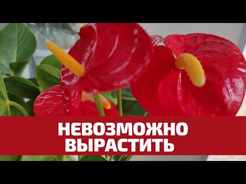 Видео: Антуриум из Магазина, Сложно Вырастить