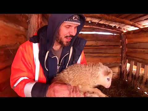 Видео: Про  овец \\ В деревню!