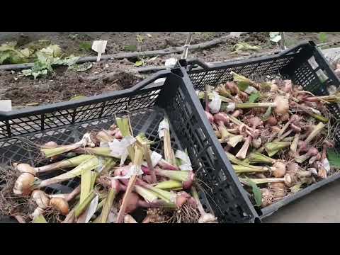 Видео: Ответ про мои обработки. Коллективно соберем маленькую, но рабочую огородную аптечку. 05,10,2025