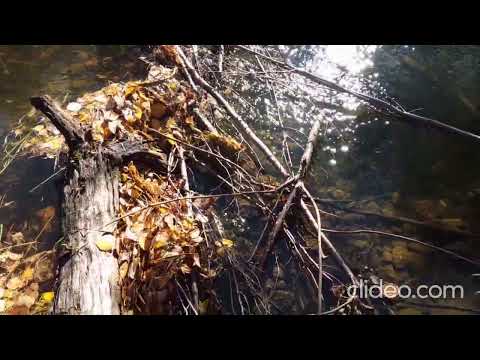 Видео: Сентябрьские будни.Забрал заначку.