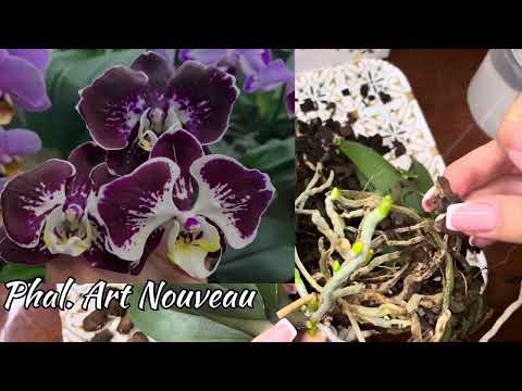Видео: Класична система посадки🪴#phalaenopsis San Jose. Вирівнюю👆🏻завалену розетку🌱#orchid #flowers #garden