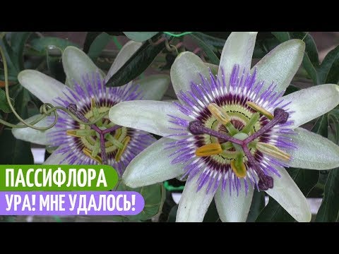 Видео: ПАССИФЛОРА Из Семян - У Меня Все ПОЛУЧИЛОСЬ! Мои цветы. Мой опыт.