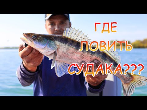 Видео: Поиск судака на Дону! Джиг с лодки💪Где искать хищника? Как  выбрать точку ловли! Отличная рыбалка 👍