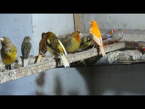 Видео: Обзор попугаев, канареек и амадин.