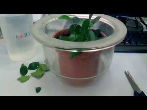 Видео: Дипладения - размножение черенками