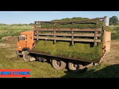 Видео: Заготовка клеверного силоса в бурт.