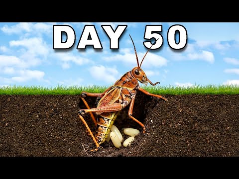 Видео: Выращивание кузнечиков в течение 50 дней