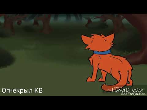 Видео: {Коты-Воители}||▪□Огнезвезд□▪||[Efharisto]