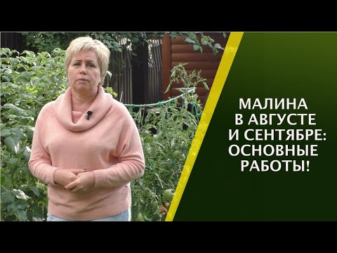 Видео: НЕ ЗАБУДЬТЕ СДЕЛАТЬ ЭТО С МАЛИНОЙ В АВГУСТЕ!