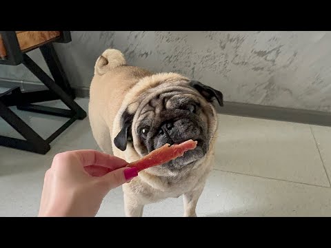 Видео: Мопс пробует новую вкусняшку🐶🦴🤤