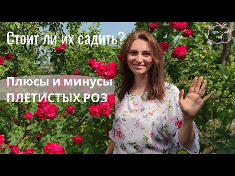 Видео: Плюсы и минусы Плетистых РОЗ. Зачем их сажать в САДУ? Какие они бывают?