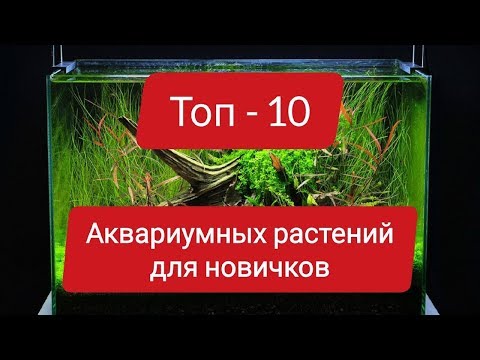 Видео: ТОП-10 ЛУЧШИХ АКВАРИУМНЫХ РАСТЕНИЙ ДЛЯ НАЧИНАЮЩИХ #АКВАРИУМ