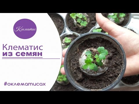 Видео: 🌺 ВЫРАЩИВАНИЕ КЛЕМАТИСА ИЗ СЕМЯН – клематис из семян в домашних условиях от  канала Клематис TV