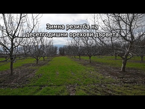 Видео: Зимна резитба на десетгодишни орехови дървета