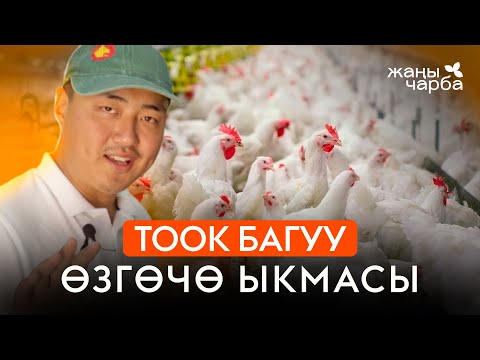 Видео: ТООК БАГУУНУН СЫРЛАРЫ | Жаңы Чарба