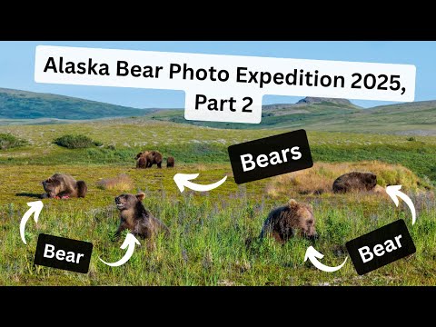 Видео: Экспедиция по фотографированию бурых медведей на Аляске, часть 2. Мы окружены гигантскими МЕДВЕДЯМИ!