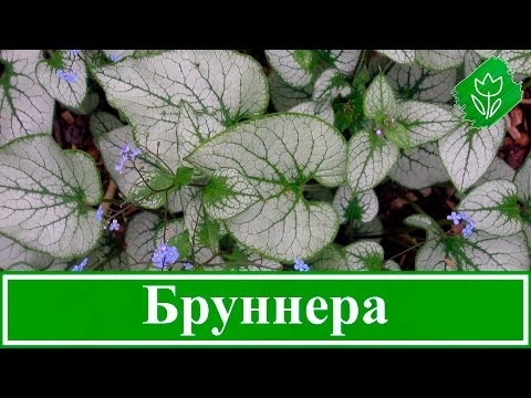 Видео: 🍃 Цветок бруннера – посадка и уход в открытом грунте, виды и сорта бруннеры