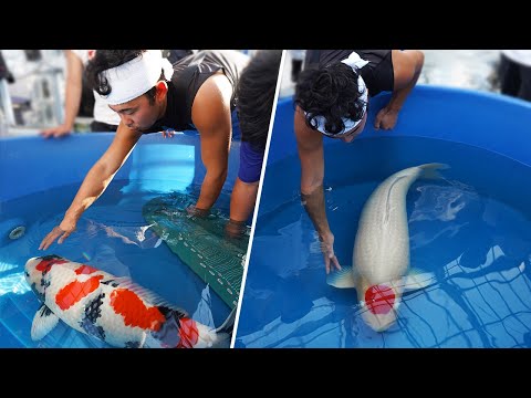 Видео: Одни из самых дорогих карпов кои в Японии! 😳 Такие красивые!