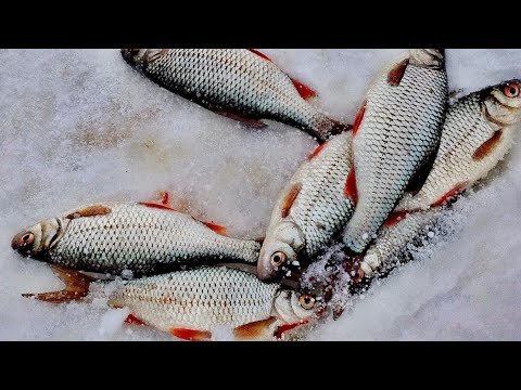 Видео: ПОДОБРАЛ КЛЮЧИК И ЛОВЛЮ / СНАСТЬ ДЛЯ ГЛУХОЗИМЬЯ