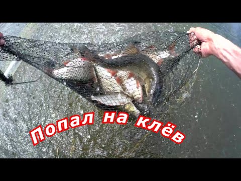 Видео: Плотва Голавль попал на клёв ловля в проводку на пшеницу